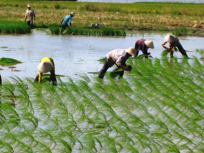 Các biện pháp bảo vệ lúa và hoa màu sau cơn bão số 2 (19/7/2017)